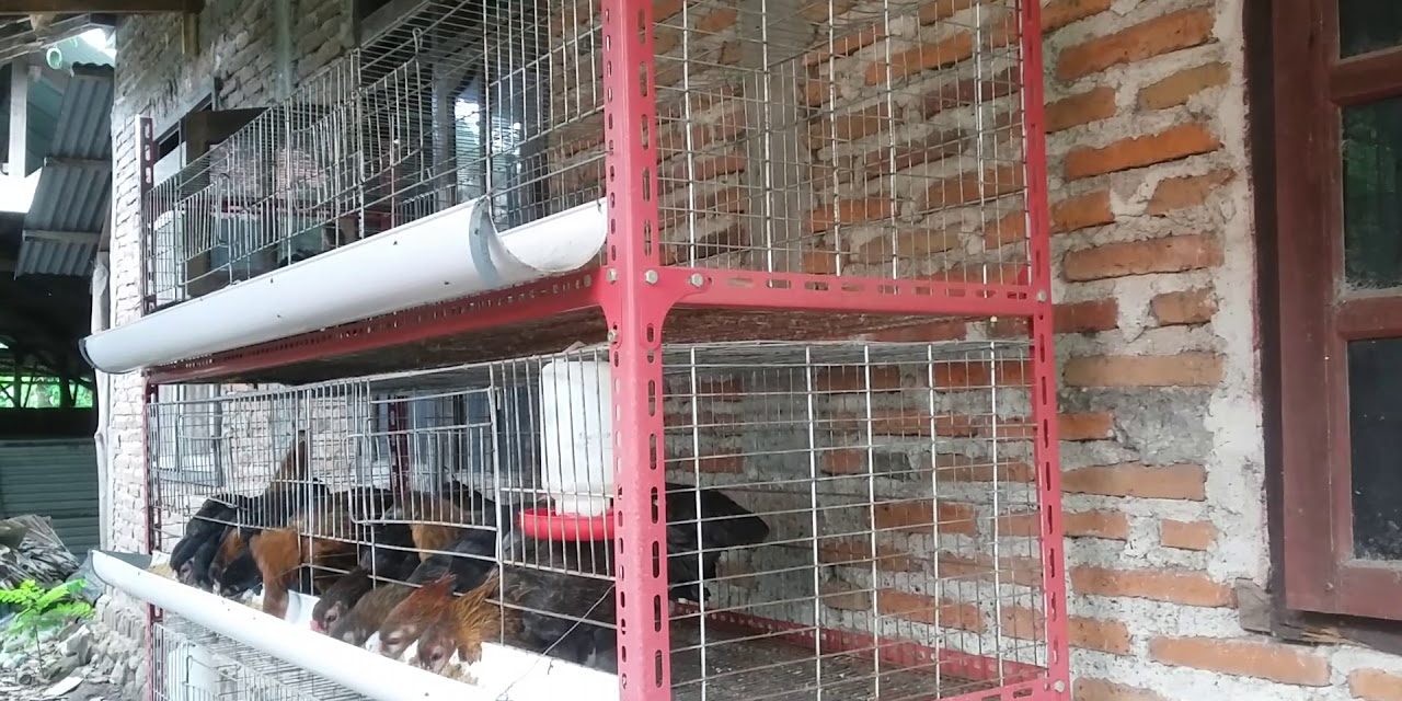 Ide Kandang Ayam Dari Kawat Ram Untuk Peternak Pemula