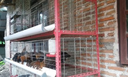 Ide Kandang Ayam Dari Kawat Ram Untuk Peternak Pemula
