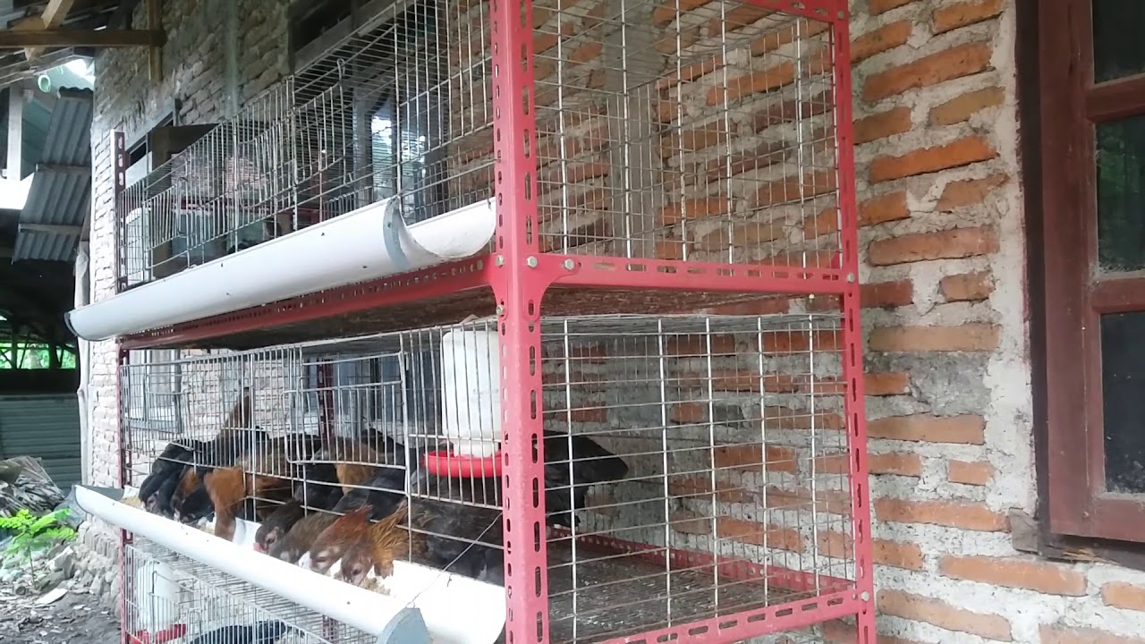 Ide Kandang Ayam