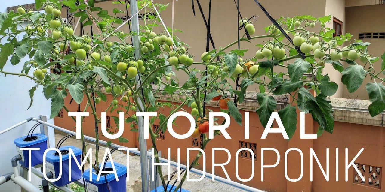 Rahasia Sukses Hidroponik Tomat Cherry, Panen Kilat 2 Bulan