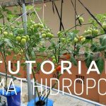 Rahasia Sukses Hidroponik Tomat Cherry, Panen Kilat 2 Bulan