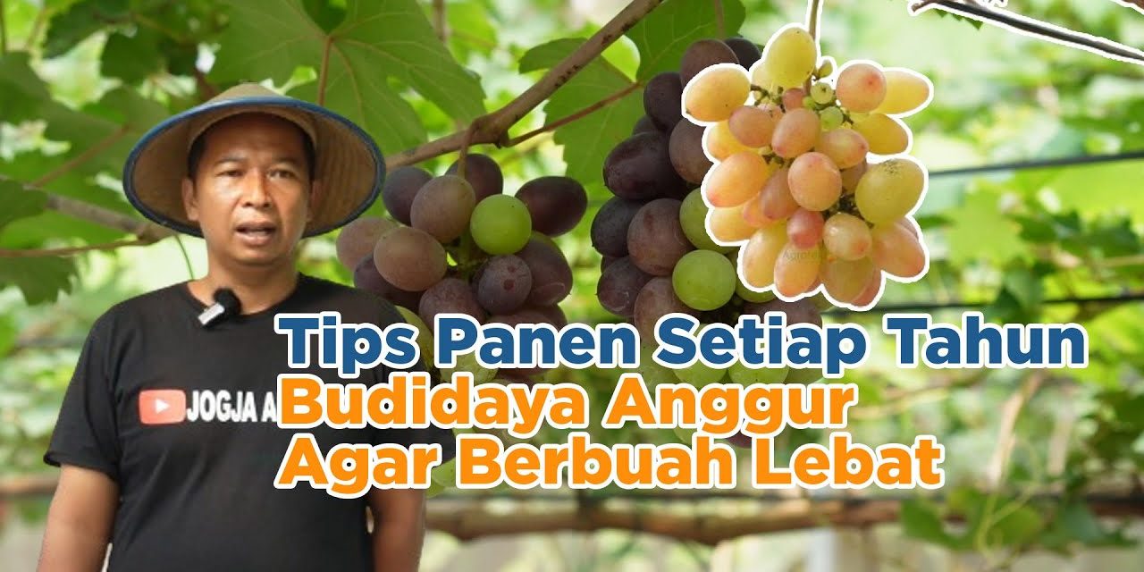 Trik Petani Sukses Cara Membuat Anggur Berbuah Lebat Maksimal