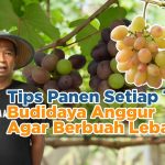 Trik Petani Sukses Cara Membuat Anggur Berbuah Lebat Maksimal