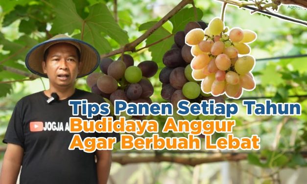 Trik Petani Sukses Cara Membuat Anggur Berbuah Lebat Maksimal