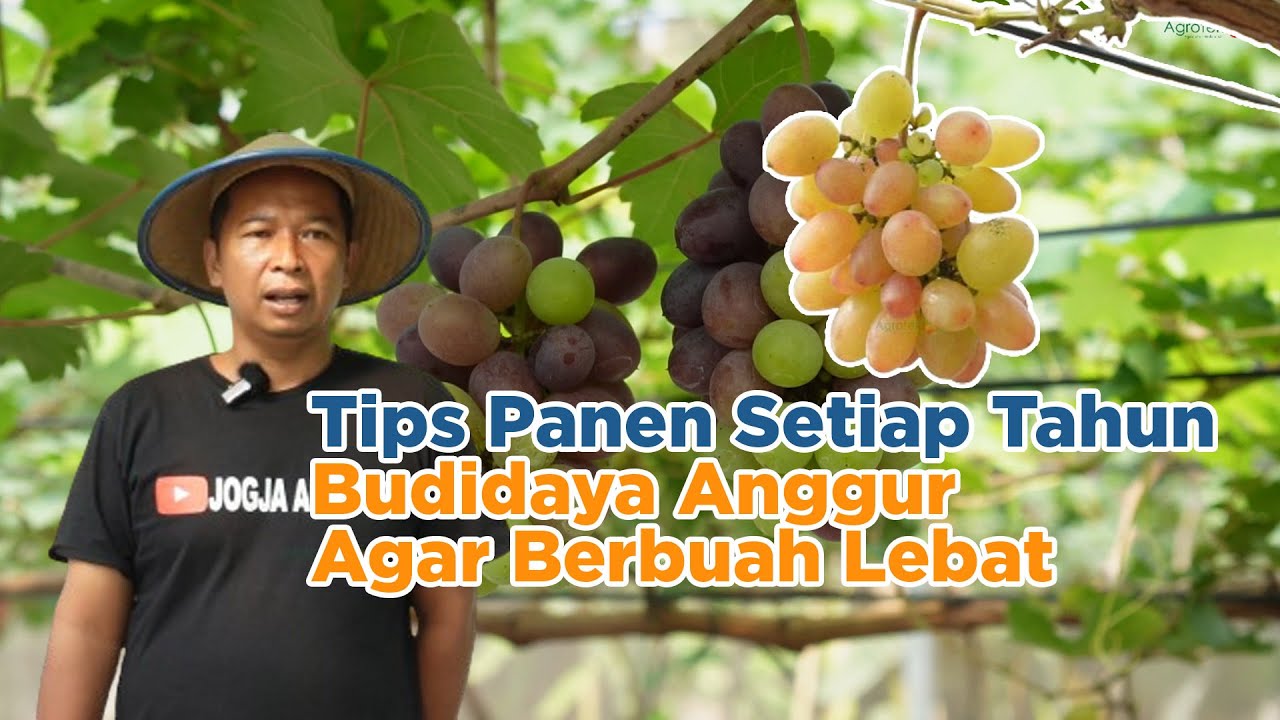Trik Petani Sukses