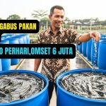 Usaha Ternak Ikan Hemat Modal: Mulai Dari Rp 1 Juta Ke Bawah