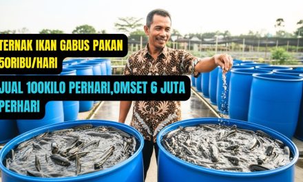 Usaha Ternak Ikan Hemat Modal: Mulai Dari Rp 1 Juta Ke Bawah