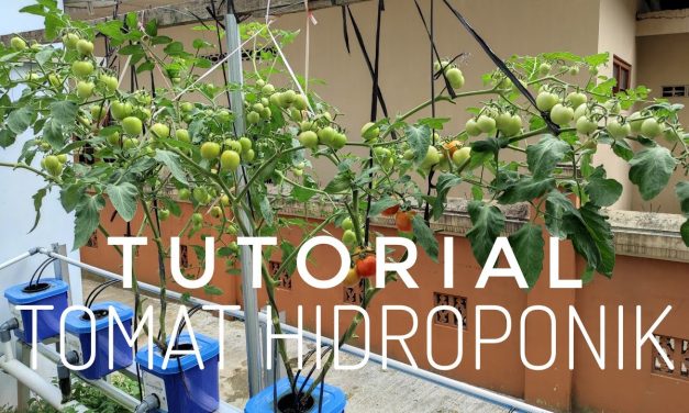 Rahasia Sukses Hidroponik Tomat Cherry, Panen Kilat 2 Bulan