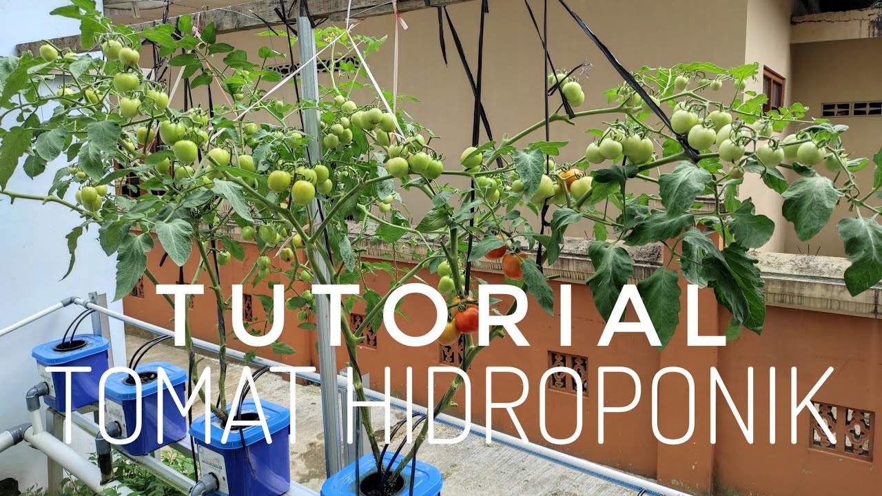 Rahasia Sukses Hidroponik