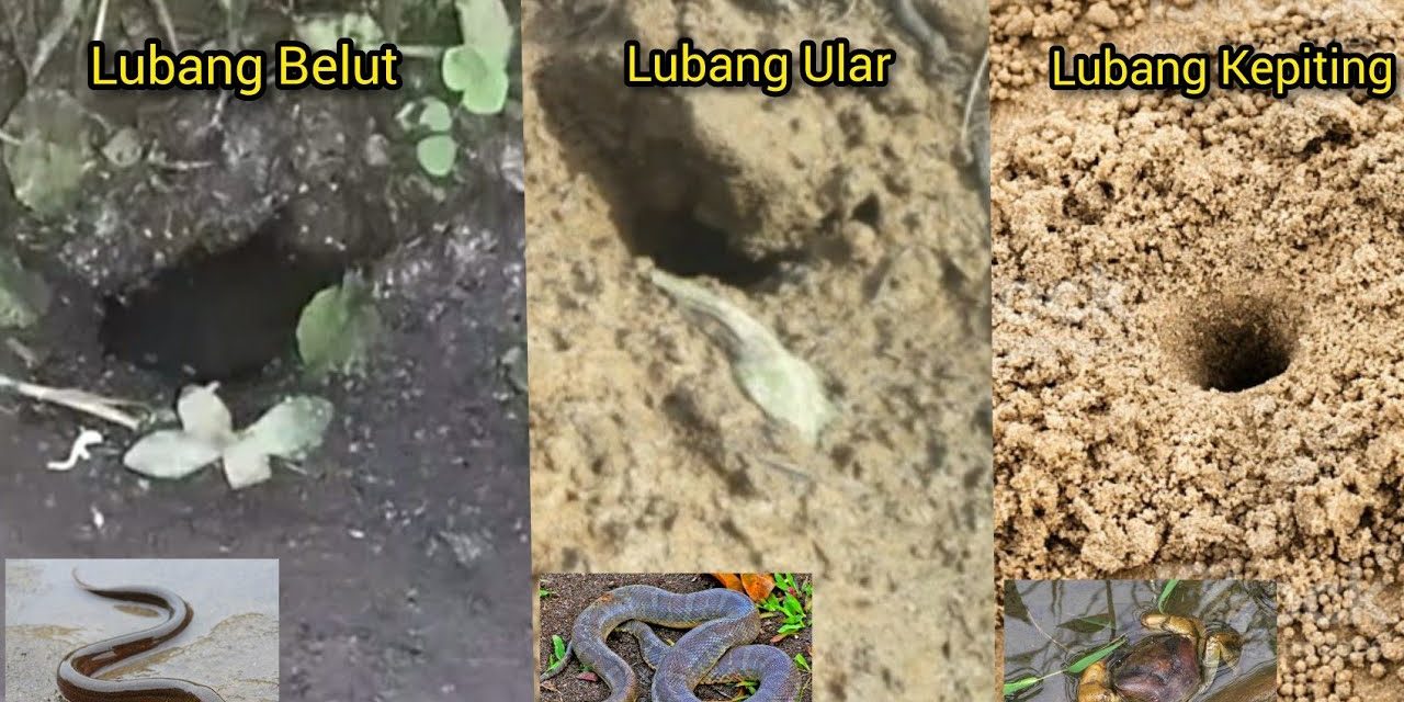 Perbedaan Belut Dan Ular: 5 Cara Mudah Mengenali Keduanya