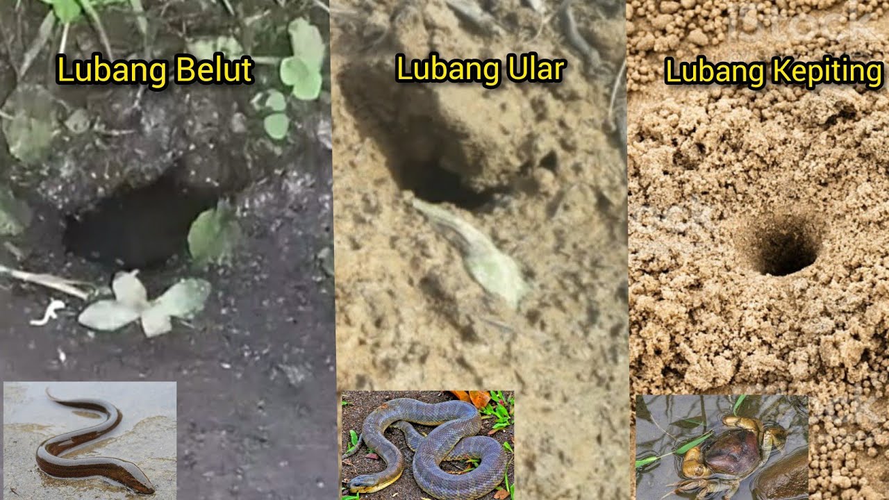 Perbedaan Belut Dan Ular