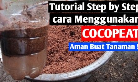Analisis Cocopeat Dan Rockwool: Mana Yang Lebih Tepat?