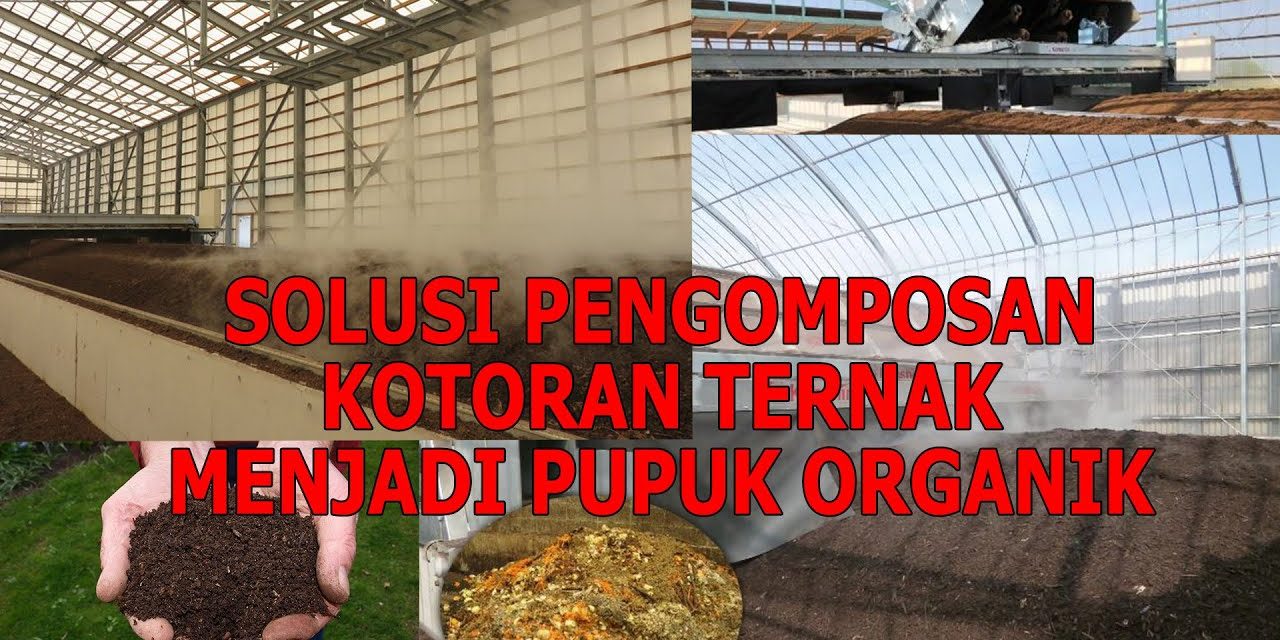 Pupuk Kandang Dari Kotoran Ayam: Tutorial Bagi Pemula