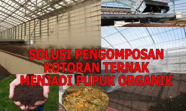 Pupuk Kandang Dari Kotoran Ayam: Tutorial Bagi Pemula