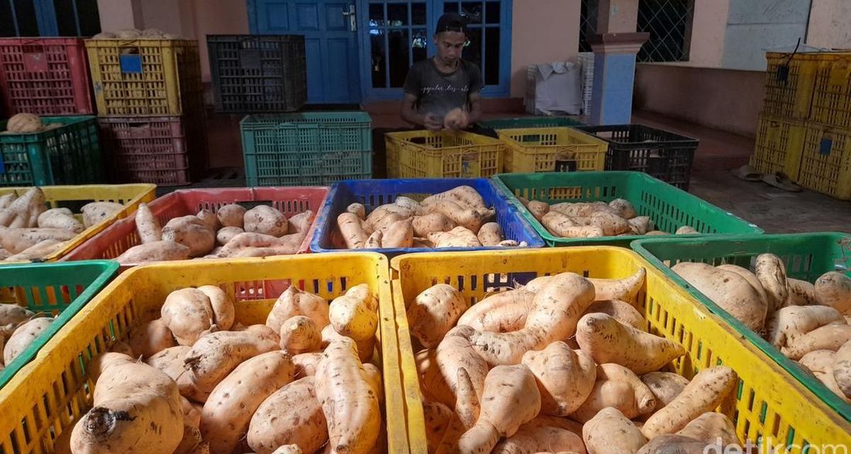 Desa Cilembu Terkenal Dengan Ubinya Yang Lezat Dan Khas