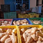 Desa Cilembu Terkenal Dengan Ubinya Yang Lezat Dan Khas