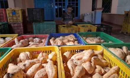 Desa Cilembu Terkenal Dengan Ubinya Yang Lezat Dan Khas