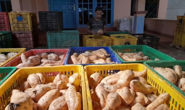 Desa Cilembu Terkenal Dengan Ubinya Yang Lezat Dan Khas